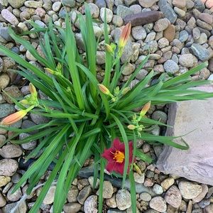 Meet your Posher, Pornpat